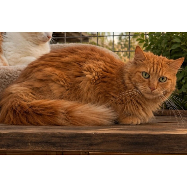 Photo of 8139   Archie