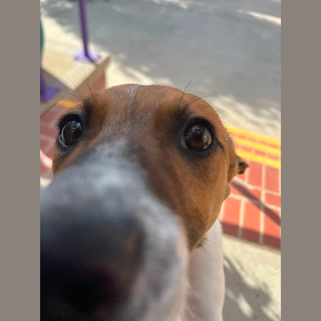 Photo of 🧦✨ Dobby!