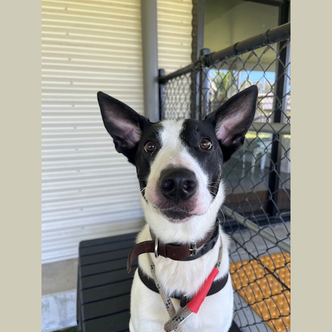 Photo of Bandit
