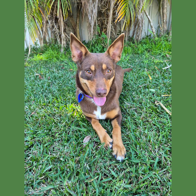 Photo of Ruby   2 Year Old Kelpie