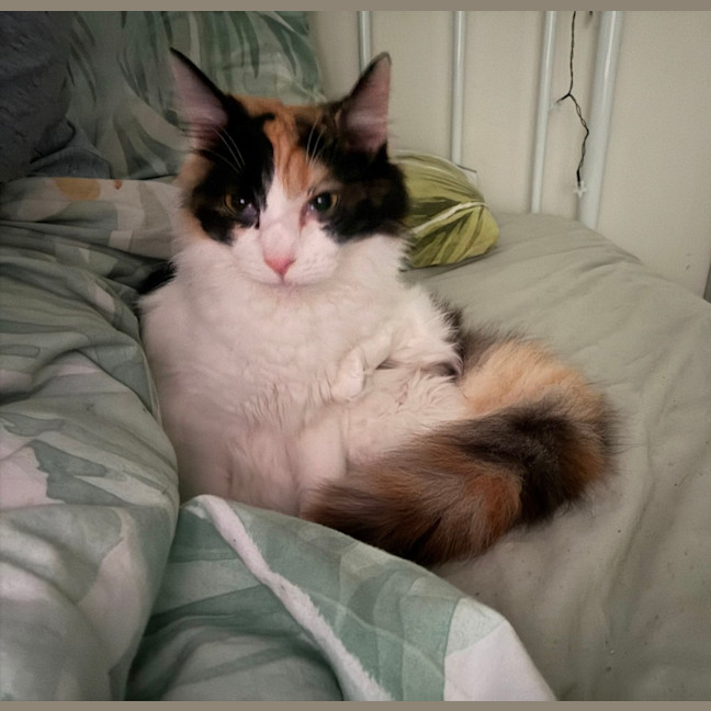 Photo of Callie