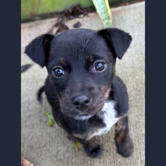 Photo of Minnie   8 Week Old Kelpie X