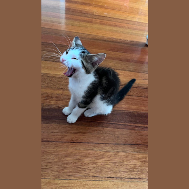 Photo of Jasper