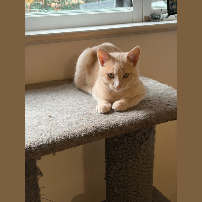 Photo of Toby