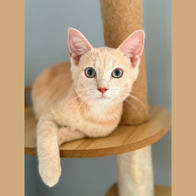 Photo of Dexter