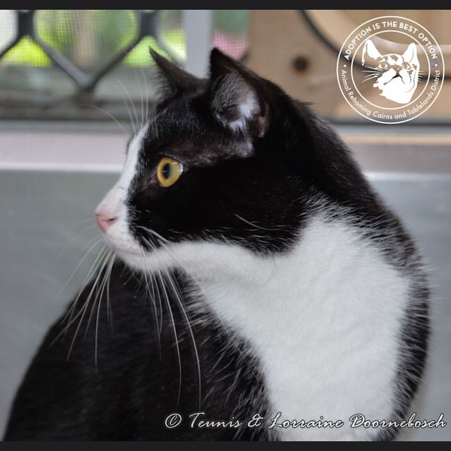 Photo of Leo And Lacy   Bonded Pair