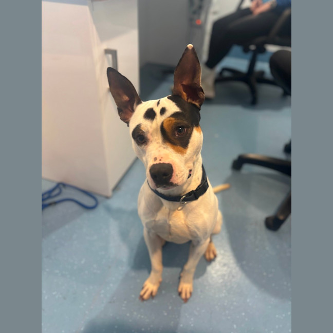 Photo of Demo   2 Year Old Staffy X