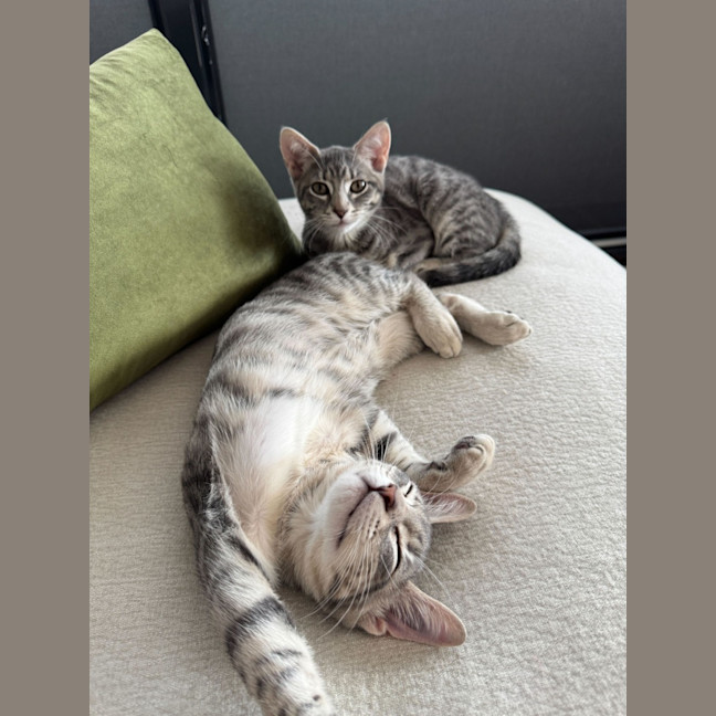 Photo of Banana Bread