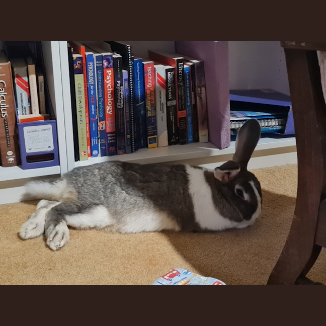 Photo of Cutiepies Lola & Thumper