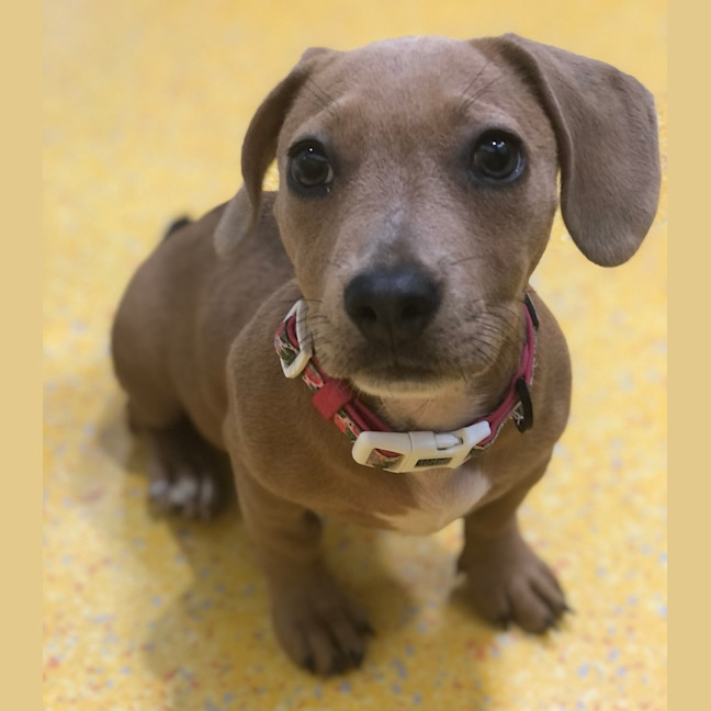 Photo of Ruby