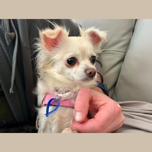 Photo of Missy   4 Year Old Chihuahua