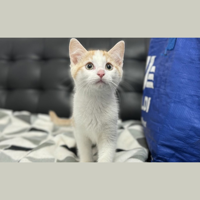 Photo of Simba