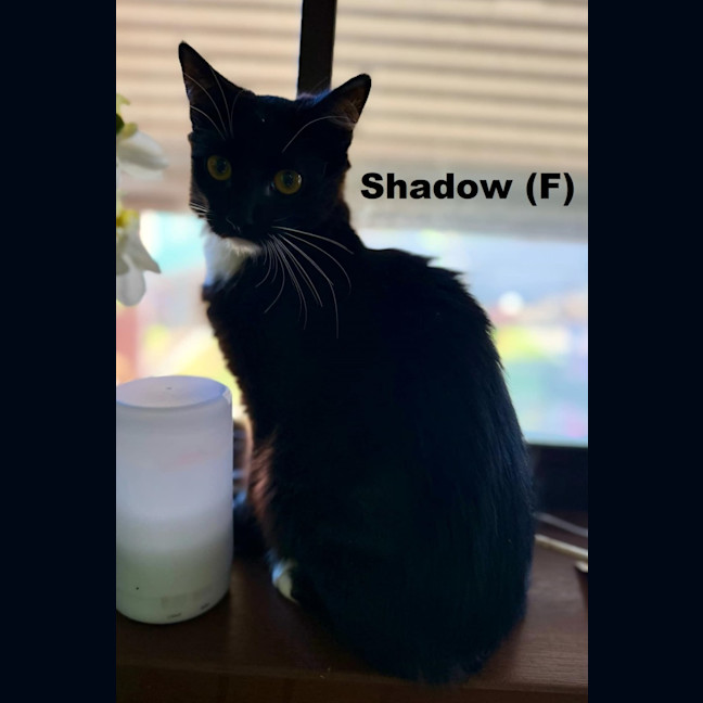 Photo of Shadow  Ellie