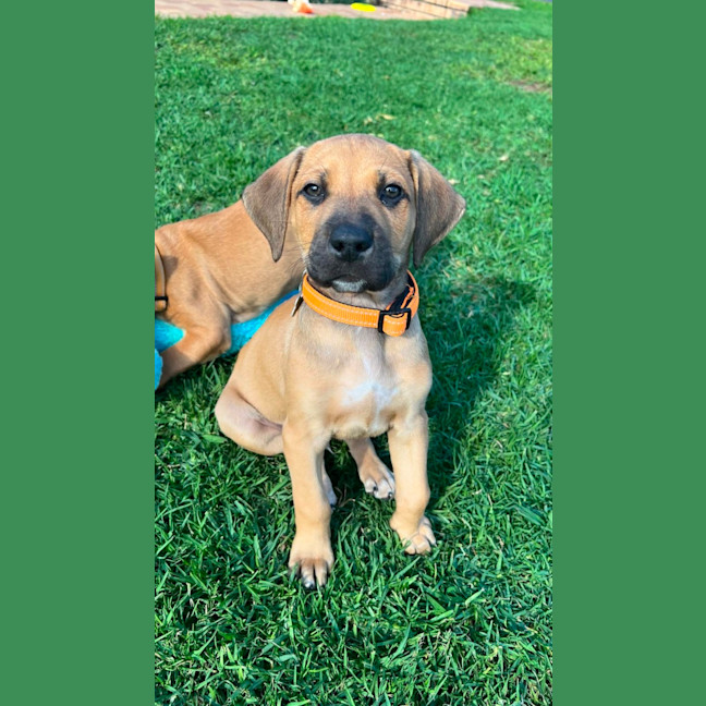 Photo of Goldie
