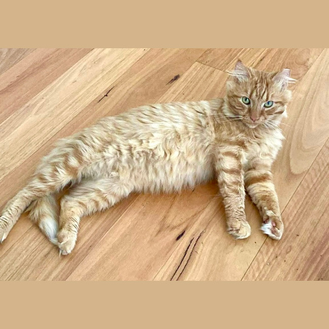 Photo of Ginger Boy
