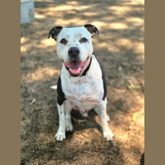 Photo of Diesel