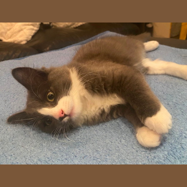 Photo of Teddy (Bear)