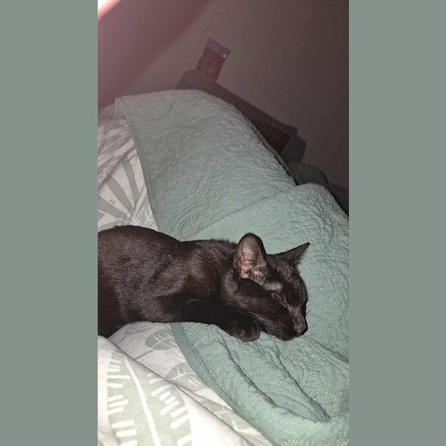 Photo of Liquorice