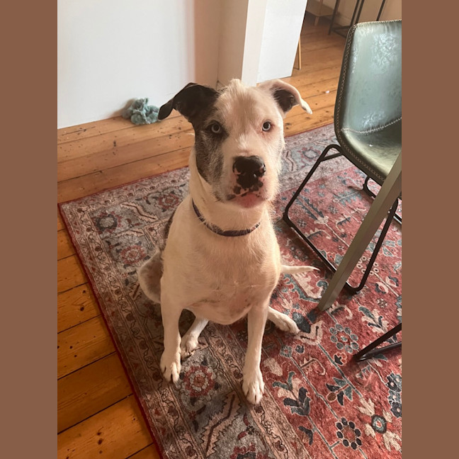 Photo of Pumpkin