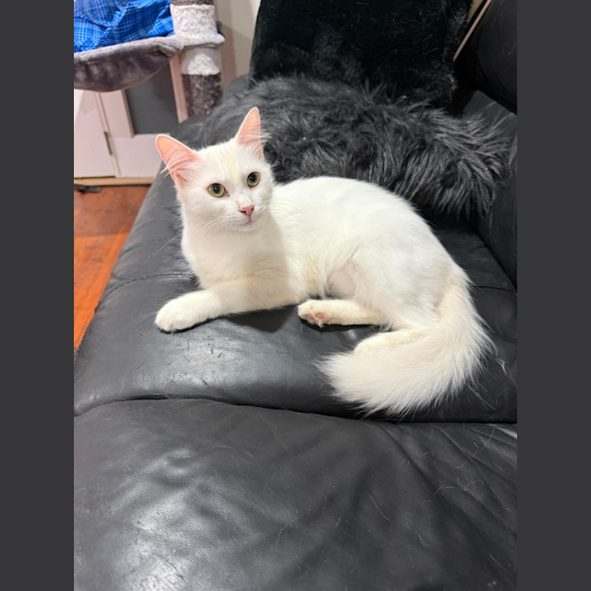 Photo of Luna