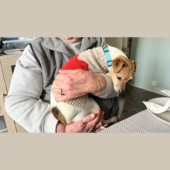 Photo of Jesse 💝5yo Jack Russell Terrier(on Trial 26/8/24)