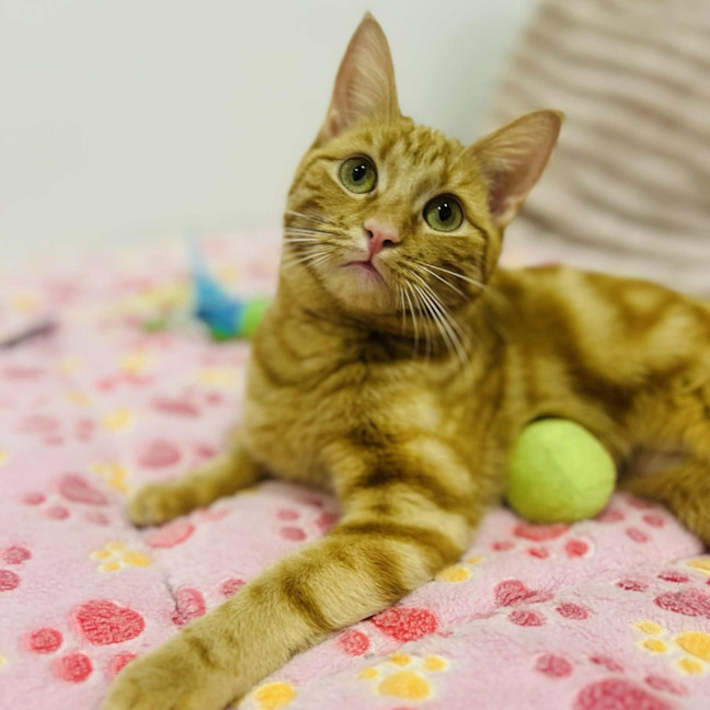 Photo of Saffron   In Foster Care In Doreen