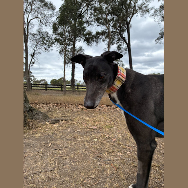 Photo of Jay The Greyhound