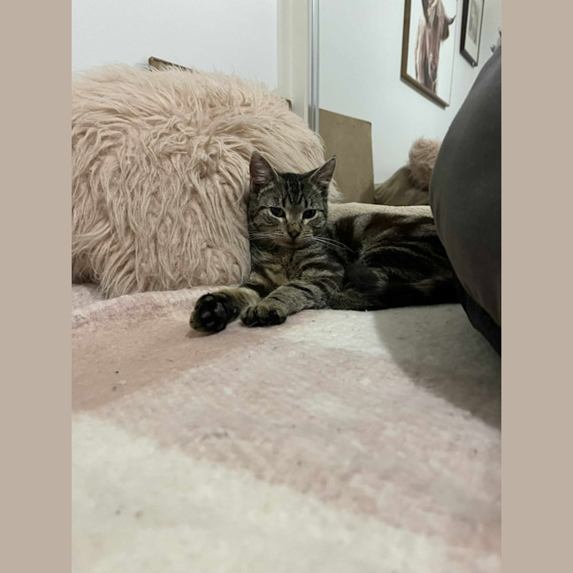 Photo of S'mores   Located In Frankston