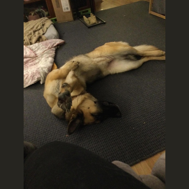 Photo of Nymeria