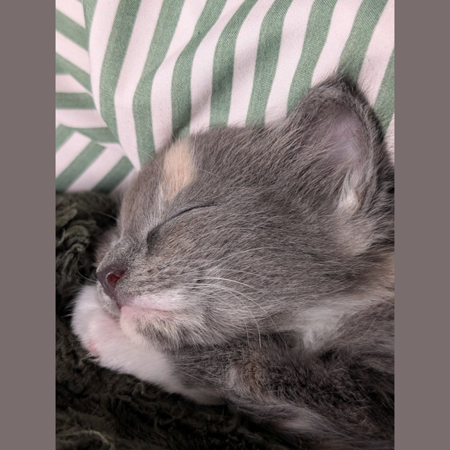 Photo of Cricket