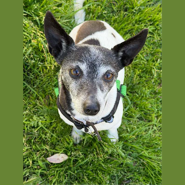 Photo of Rex