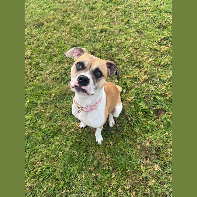 Photo of Pudgy