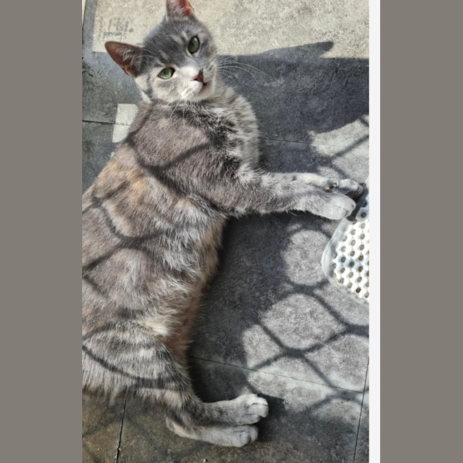 Photo of Scarlett Meet Me@Petstock Dandenong Storw