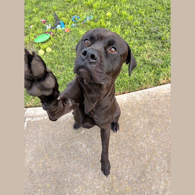 Photo of Nala