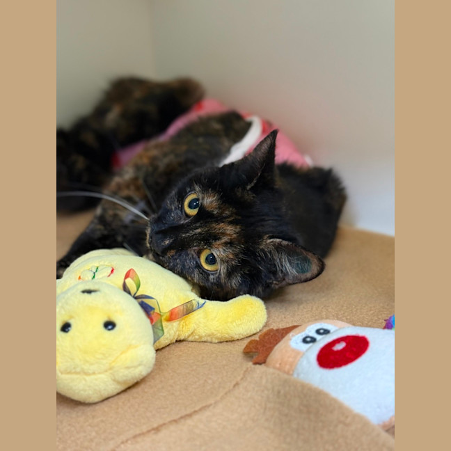 Photo of 🩰 Dapple 6394 🩰