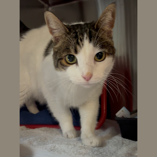 Photo of Hermes (Adopted)