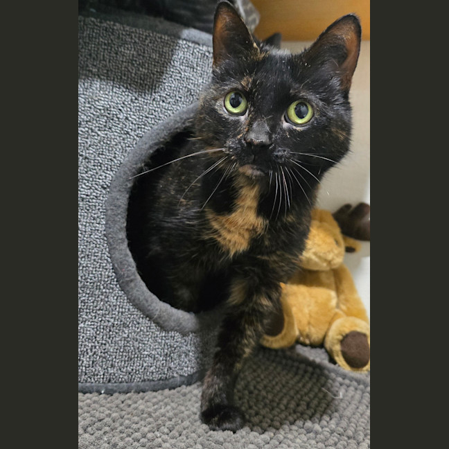 Photo of Kimba