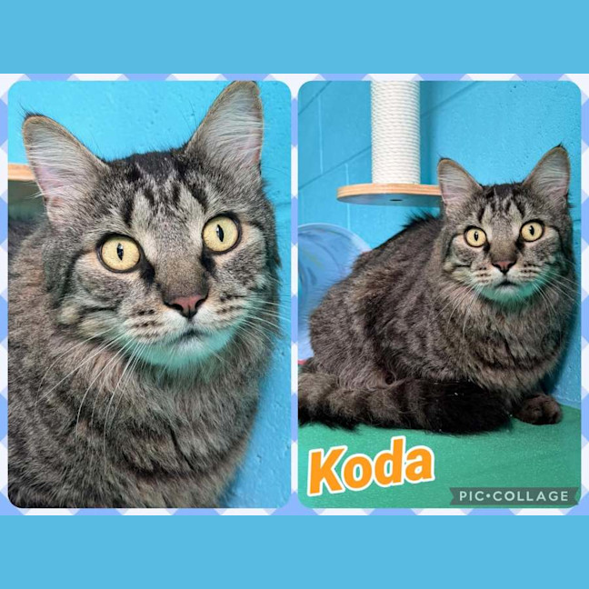 Photo of Koda