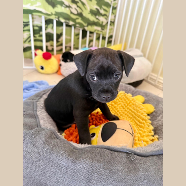 Photo of Zella   8 Week Old Mixed Breed