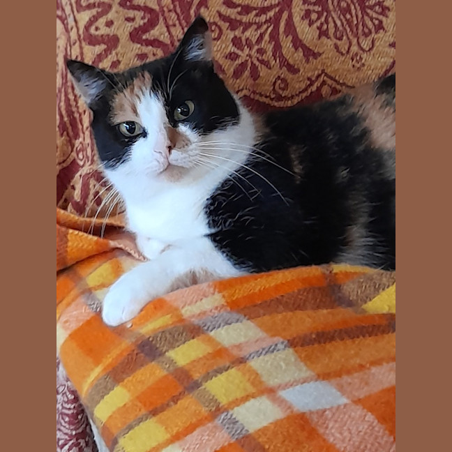 Photo of Apricot