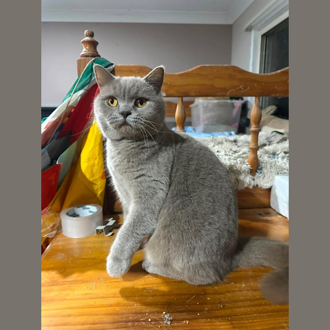 Photo of Nala