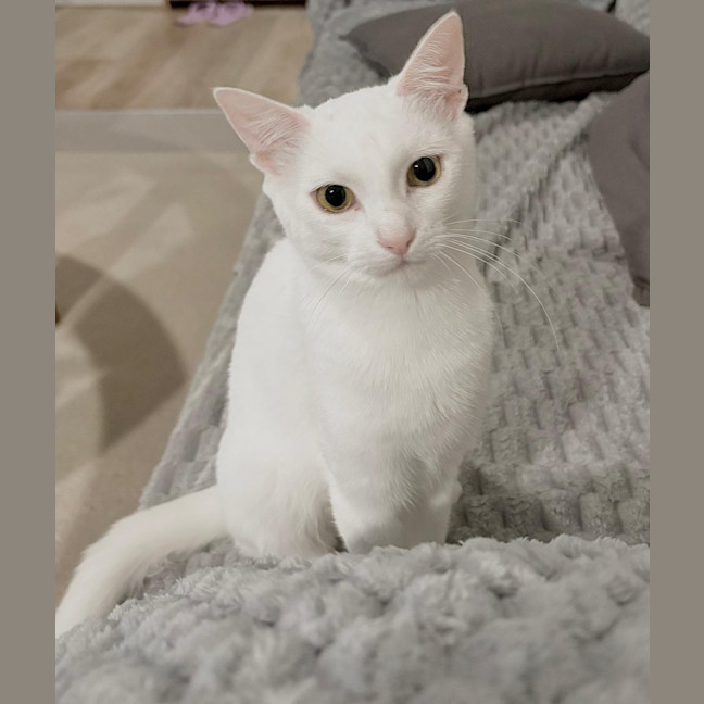 Photo of Peppermint 