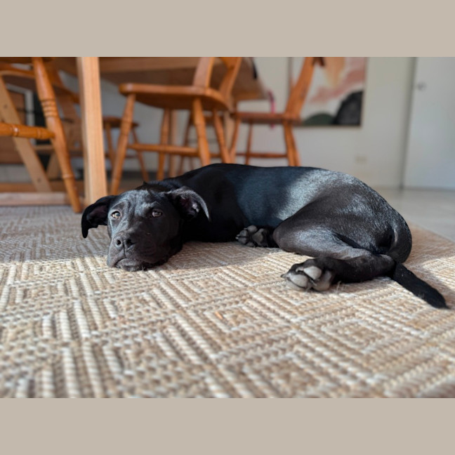 Photo of Sadie