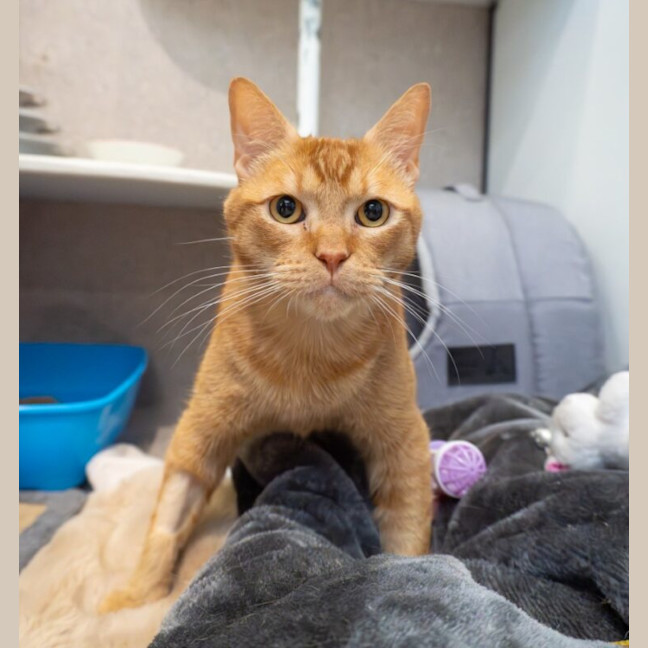 Photo of David Bowie