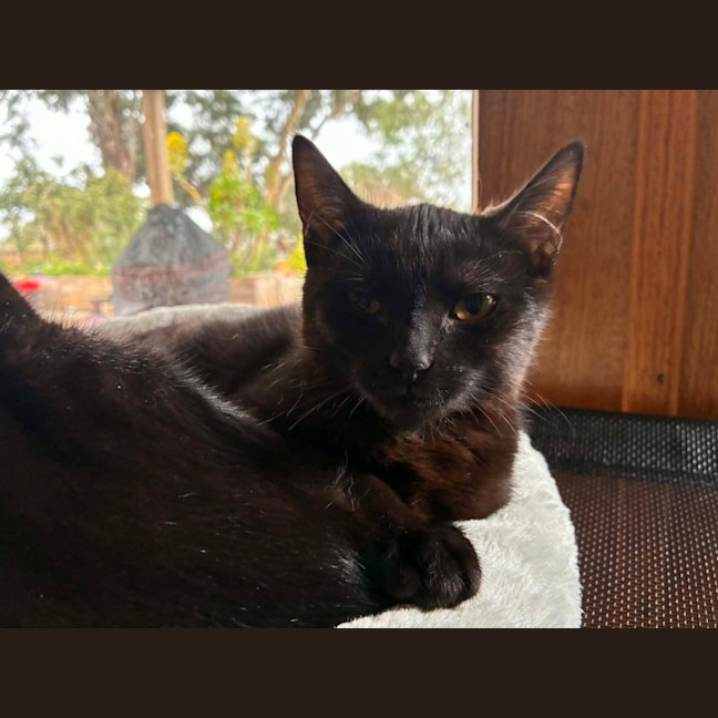 Photo of Onyx   In Foster Care In Eltham