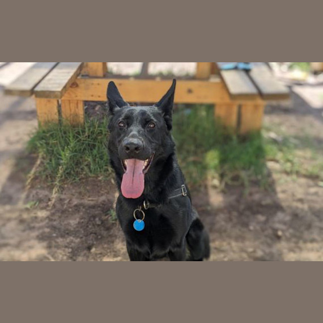 Photo of Laika