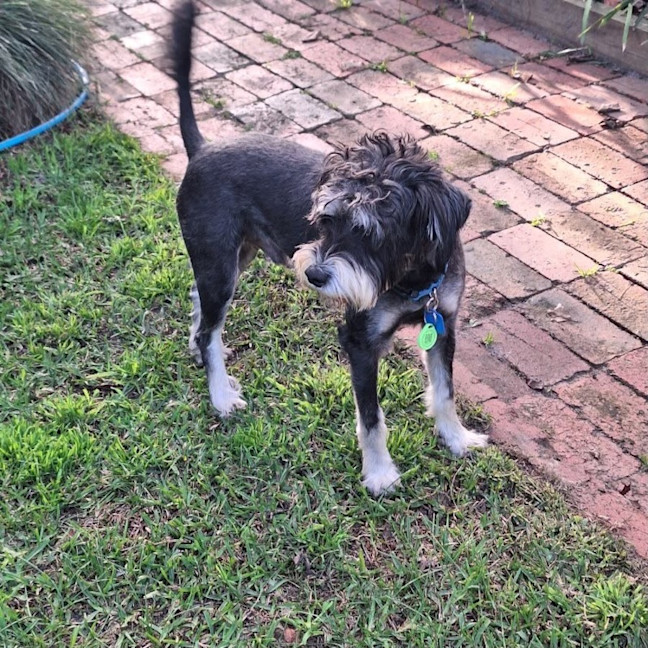 Photo of Rufus