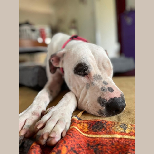 Photo of Lilli