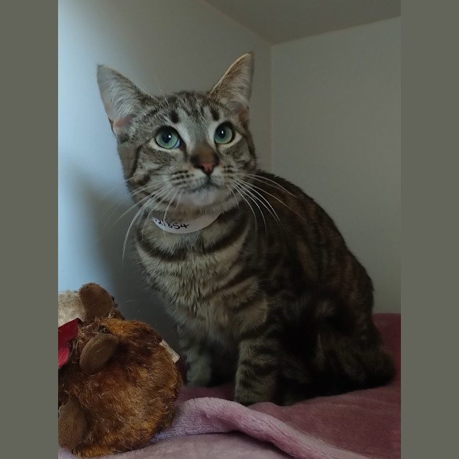 Photo of Peppermint