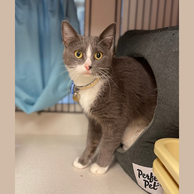 Photo of Socks 